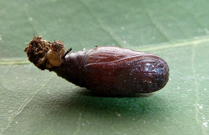 Ciclo vitale: Hypomecis punctinalis (Geometridae)